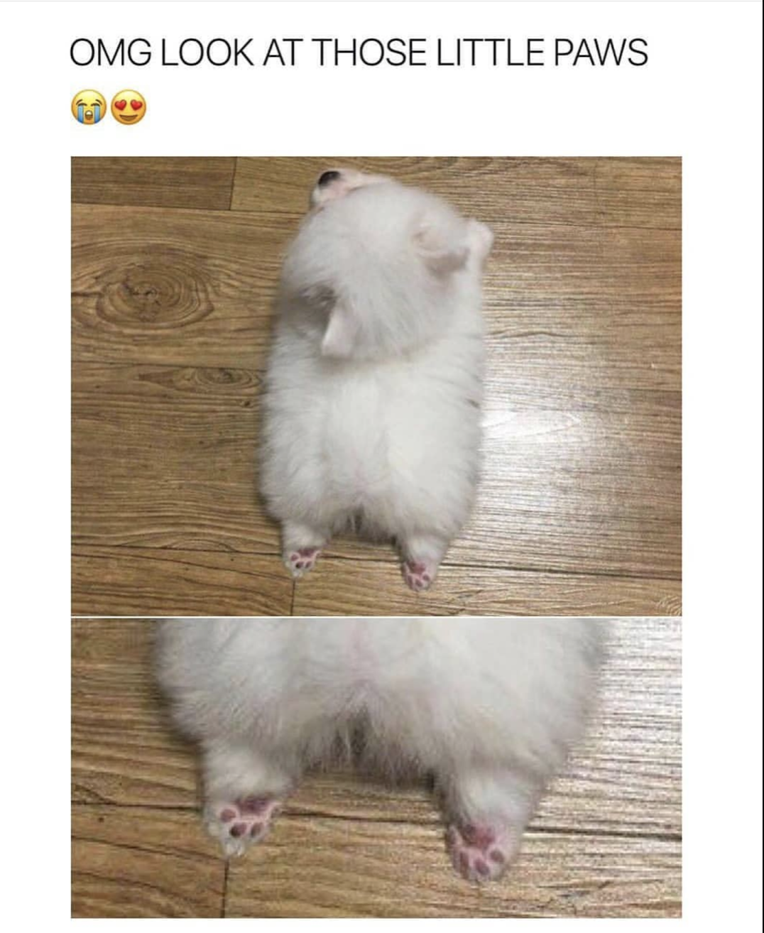 memes - look at this little paws - Omg Look At Those Little Paws