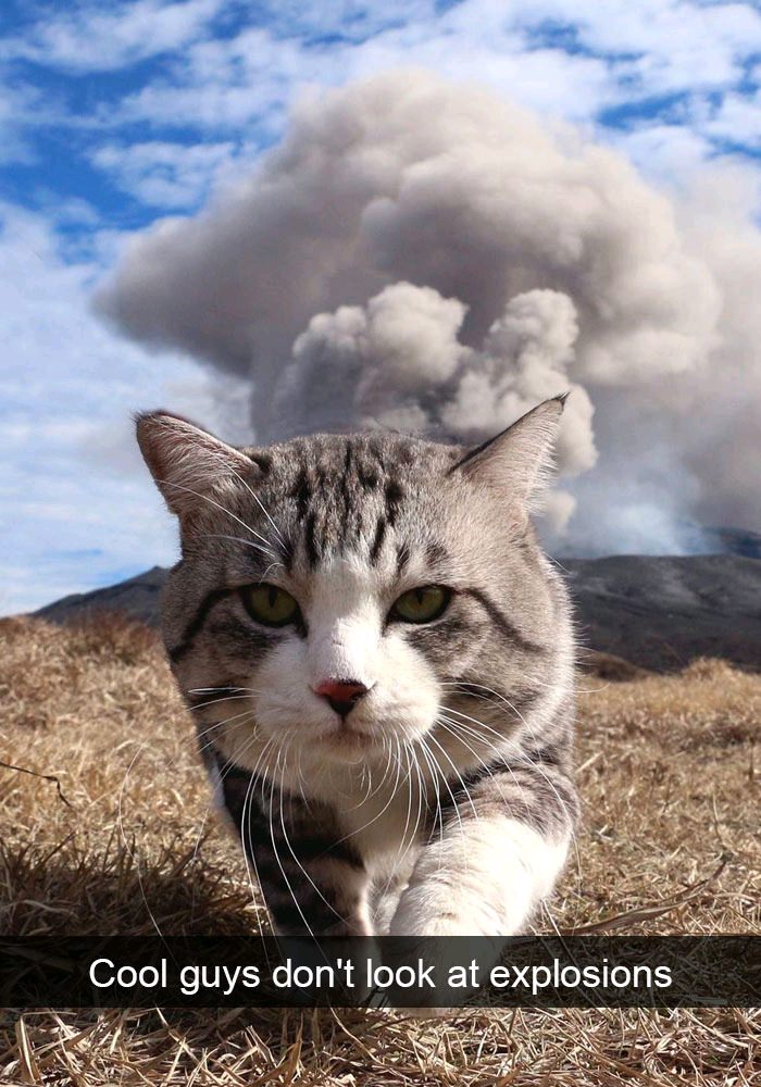 memes - funny cats - Cool guys don't look at explosions