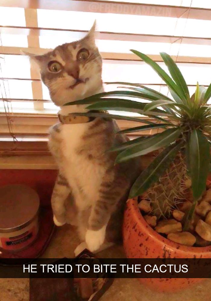 memes - cat tries to eat cactus - He Tried To Bite The Cactus