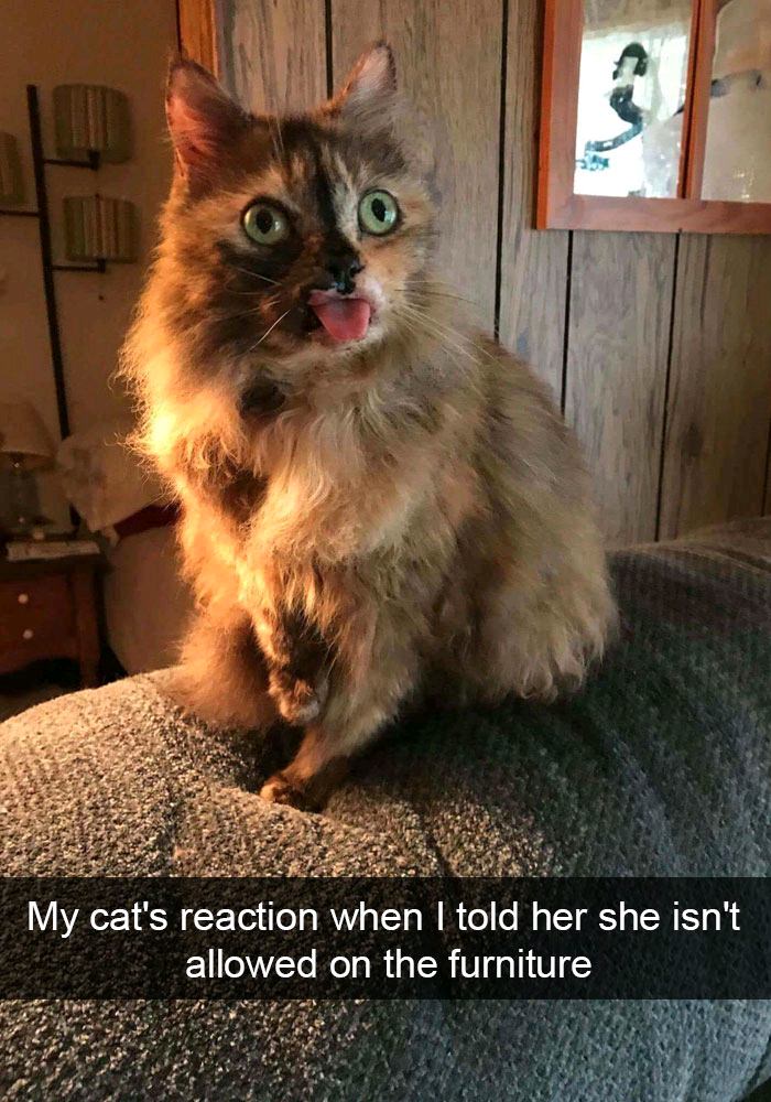 memes - cats snapchat - My cat's reaction when I told her she isn't allowed on the furniture