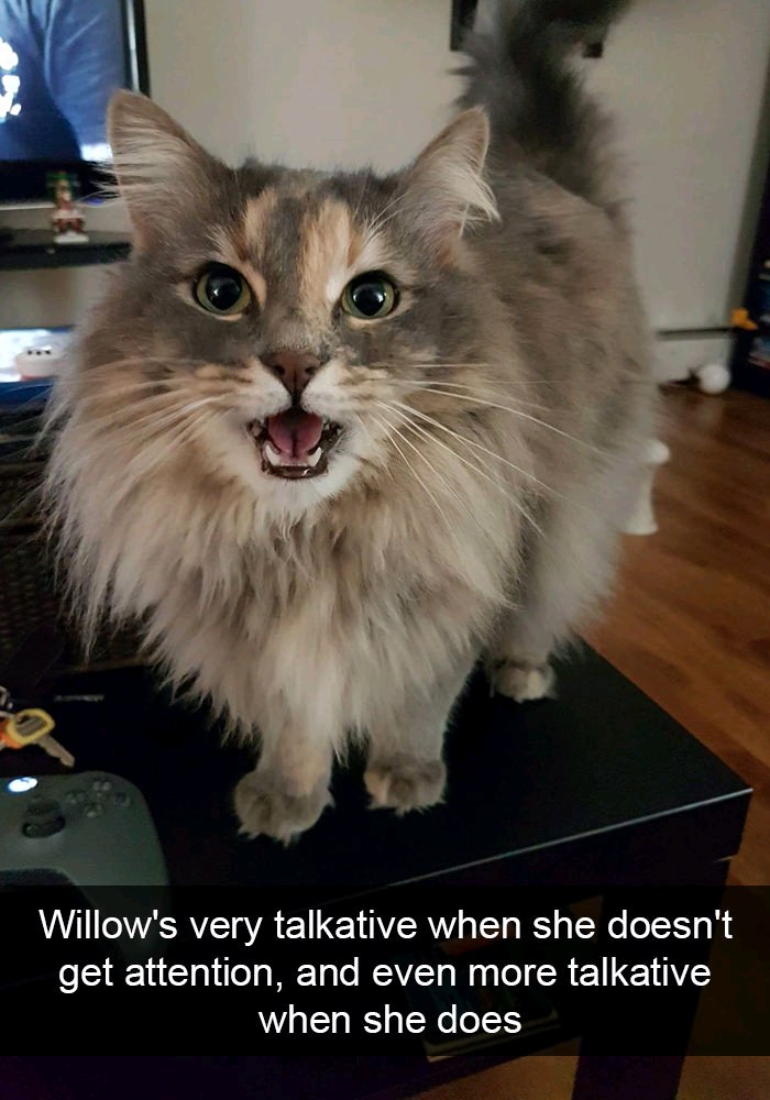 memes - photo caption - Willow's very talkative when she doesn't get attention, and even more talkative when she does