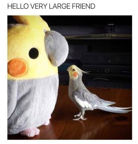 memes - alex the honking bird - Hello Very Large Friend