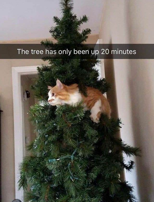 memes - Meme - The tree has only been up 20 minutes