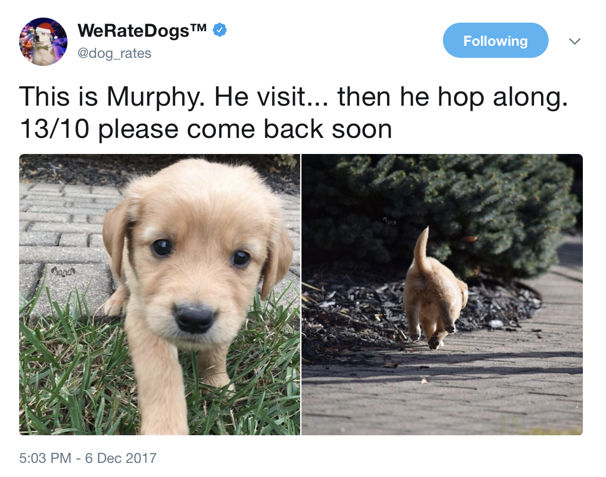 memes - random - WeRate Dogs ing This is Murphy. He visit... then he hop along. 1310 please come back soon