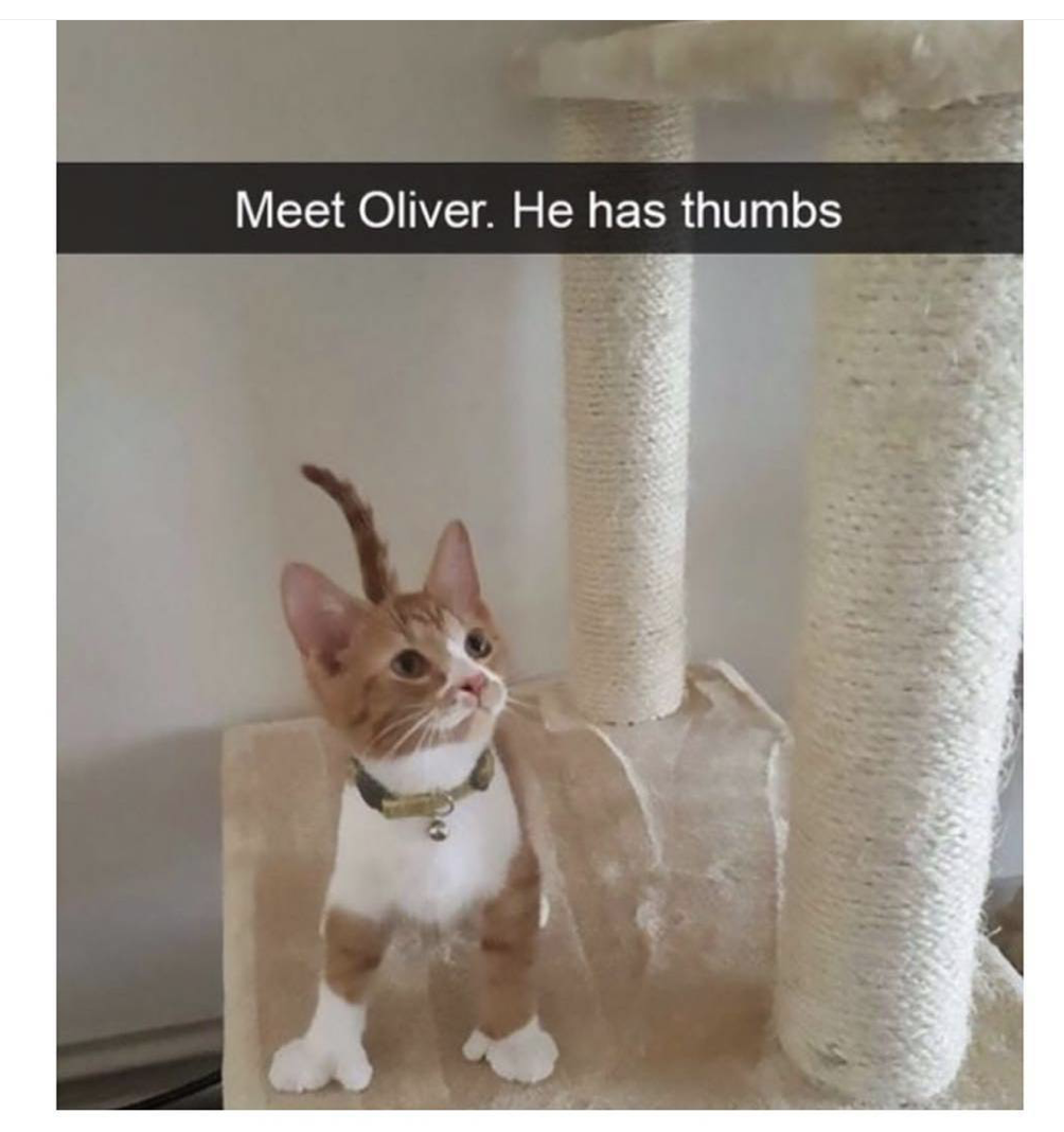 memes - oliver he has thumbs - Meet Oliver. He has thumbs