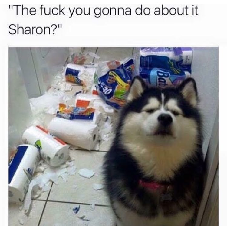memes - sharon dog meme - "The fuck you gonna do about it Sharon?" Bal