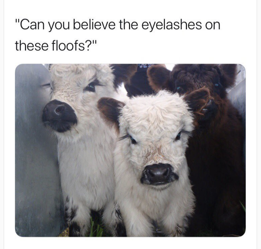 memes - miniature cow black and white - "Can you believe the eyelashes on these floofs?"