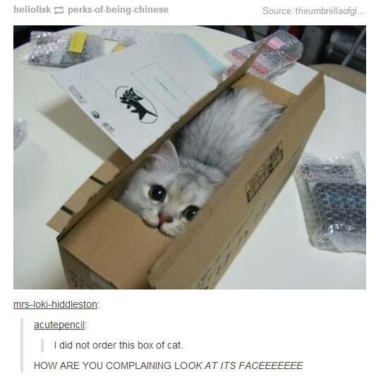 memes - cat in box 3 - heliolisk perksofbeingchinese Source theumbrellaofgl... mrslokihiddleston acutepencil I did not order this box of cat. How Are You Complaining Look At Its Faceeeeeee