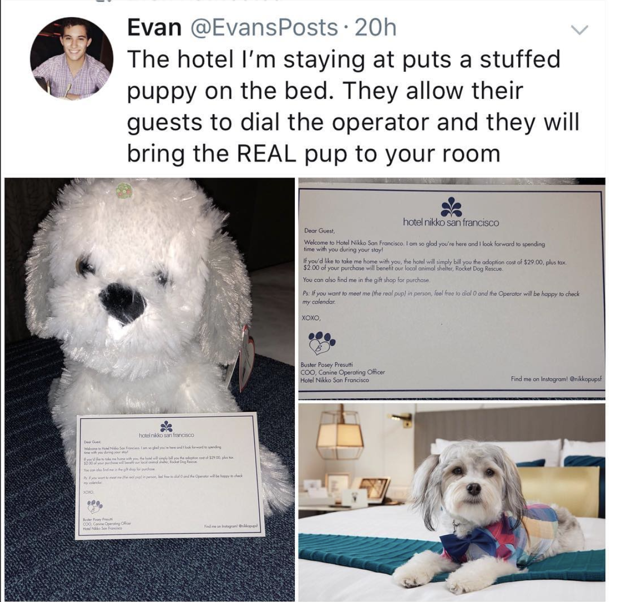 memes - hotel nikko san francisco puppy - Evan 20h The hotel I'm staying at puts a stuffed puppy on the bed. They allow their guests to dial the operator and they will bring the Real pup to your room honosan ww