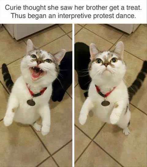 memes - can cats get jealous - Curie thought she saw her brother get a treat. Thus began an interpretive protest dance.