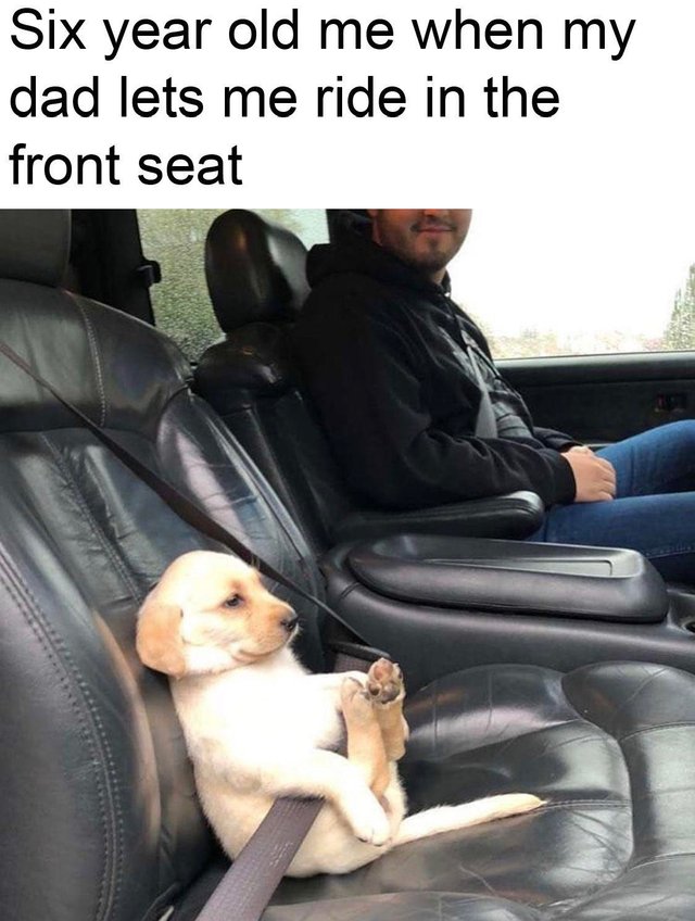 wholesome meme of a safety first dog meme - Six year old me when my dad lets me ride in the front seat