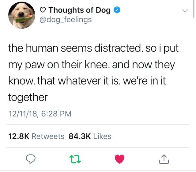 wholesome meme of a angle - Thoughts of Dog the human seems distracted. so i put my paw on their knee. and now they know. that whatever it is. we're in it together 121118,