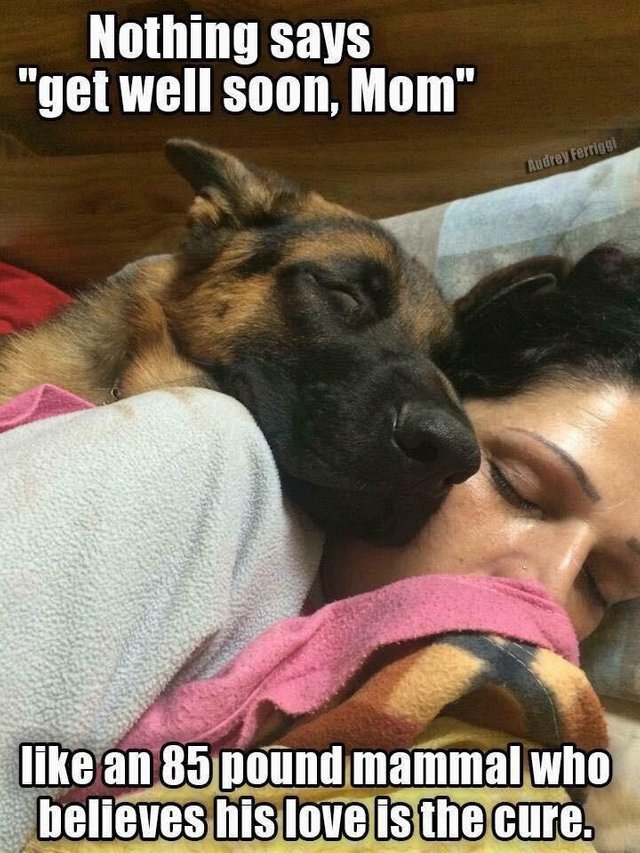 wholesome meme of a dog love german shepherd - Nothing says "get well soon, Mom" Audrey Ferriggi an 85 pound mammal who believes his love is the cure.