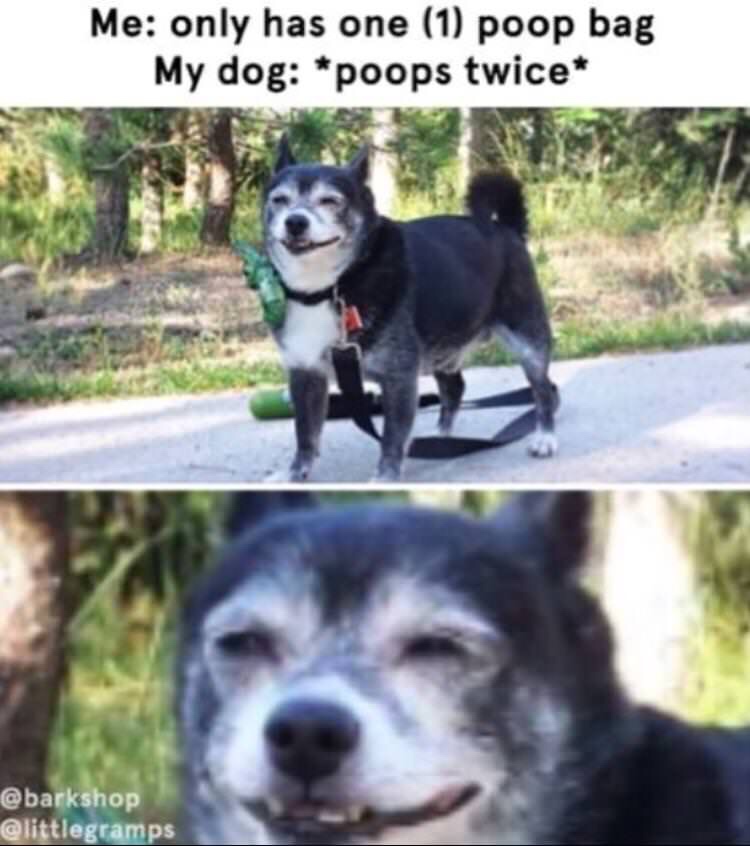 dank memes instagram memes - Me only has one 1 poop bag My dog poops twice