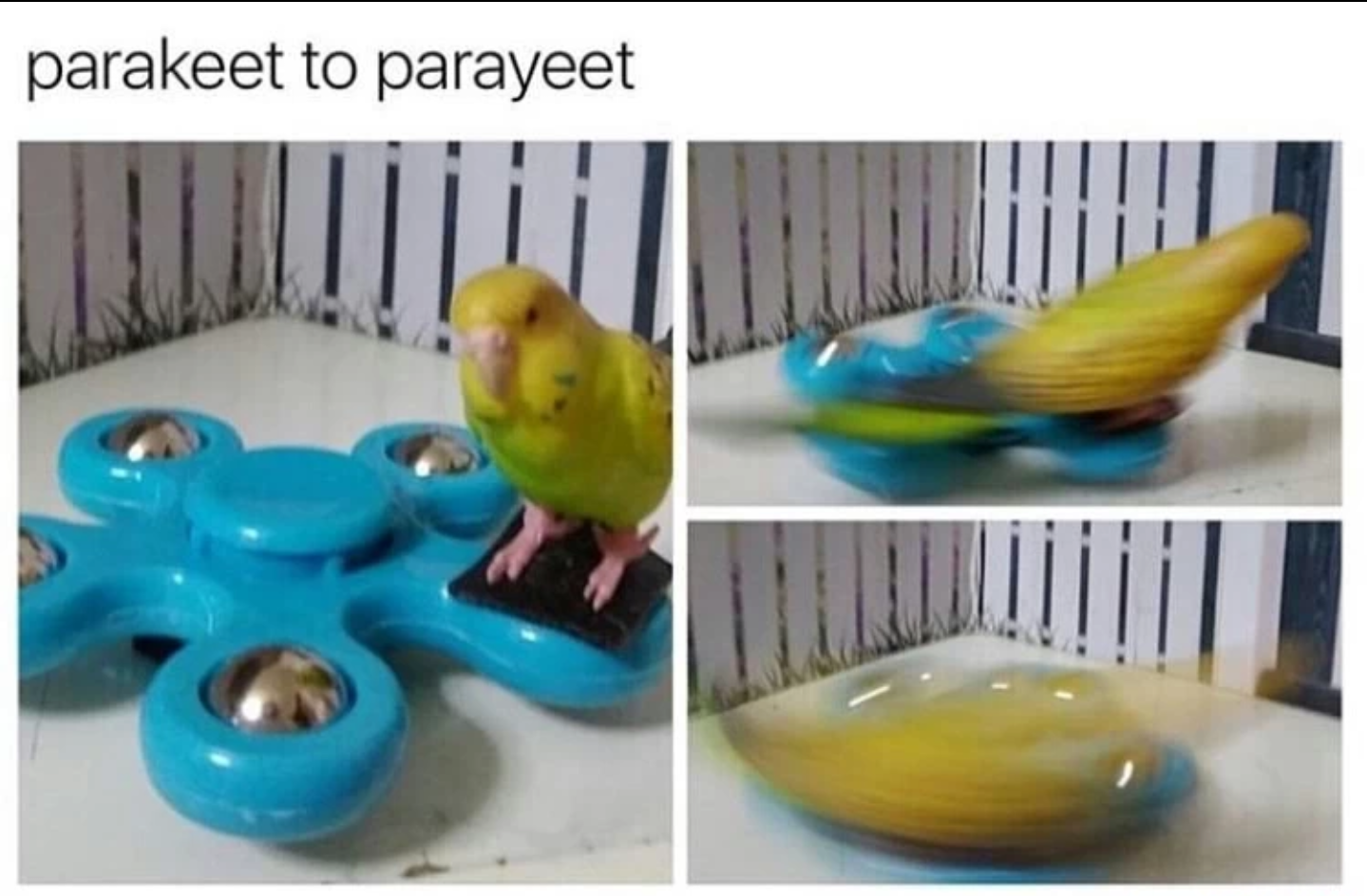 parakeet more like parayeet - parakeet to parayeet