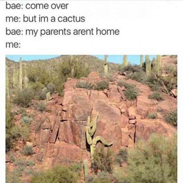 bae come over meme - bae come over me but im a cactus bae my parents arent home me