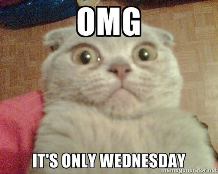 Humpday meme of a cat looking surprised and the text 'OMG it's only Wednesday'