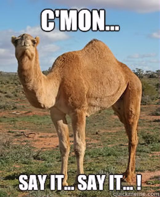 funny wednesday hump day picture of a camel