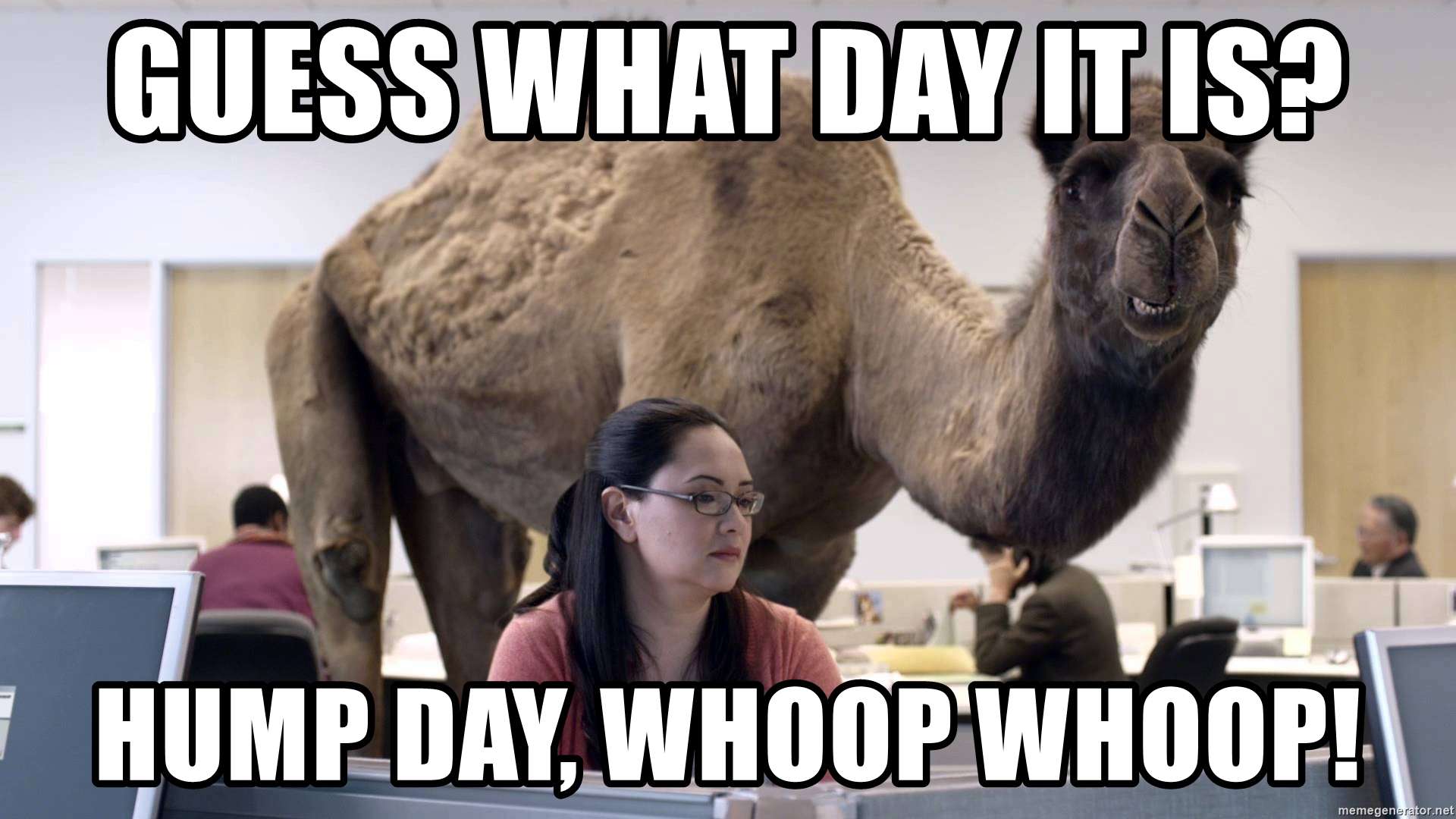 Funny camel hump day wednesday picture