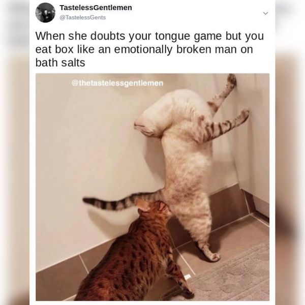Funniest sex memes cat smelling another cats butt with the text 'when she doubts your tongue game but you eat box like an emotionally broken man on bath salts'