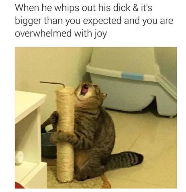Funniest sex memes picture of a cat yelling while at a scratching post with the caption 'When he whips out his dick and it's bigger than you expected and you are overwhelmed with joy'