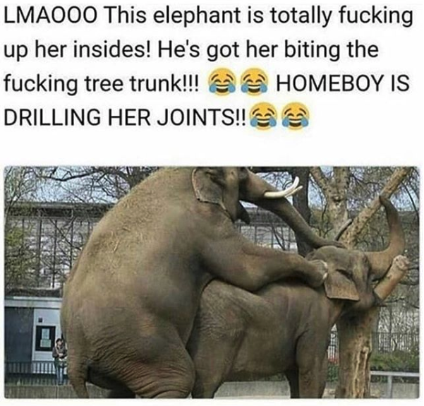 nasty memes - nasty sex memes - Lmaooo This elephant is totally fucking up her insides! He's got her biting the fucking tree trunk!!! Homeboy Is Drilling Her Joints!!
