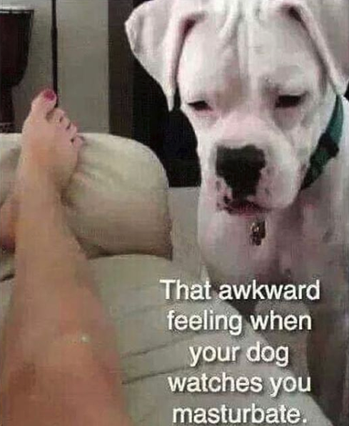 nasty memes - nikki catsouras car crash - That awkward feeling when your dog watches you masturbate.