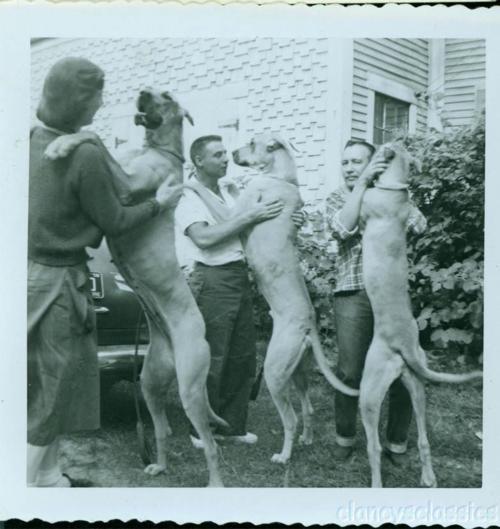 Bizarre vintage photo of people dancing with great danes
