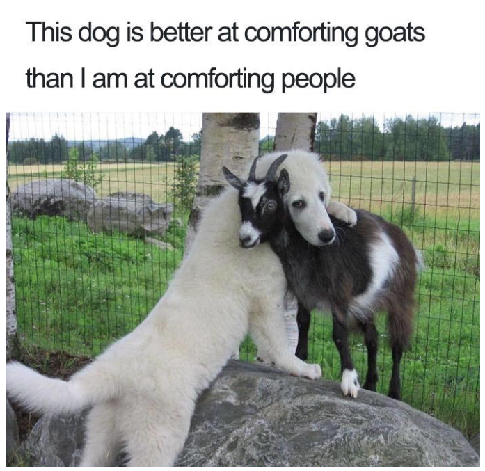 dog meme - you see in heaven - This dog is better at comforting goats than I am at comforting people