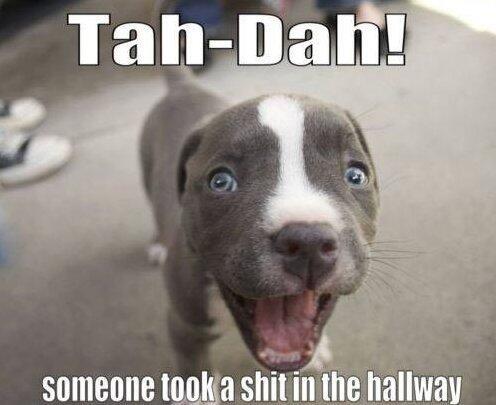 dog meme - happy puppy - TahDah! someone took a shit in the hallway