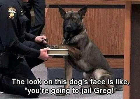 dog meme - dog swearing - The look on this dog's face is ,
