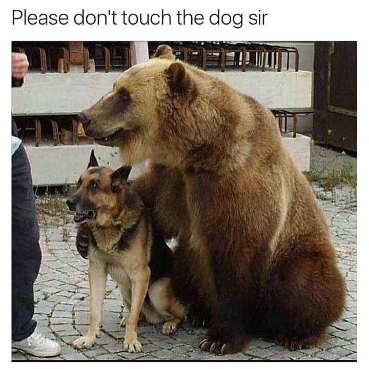 dog meme - don t touch the dog - Please don't touch the dog sir