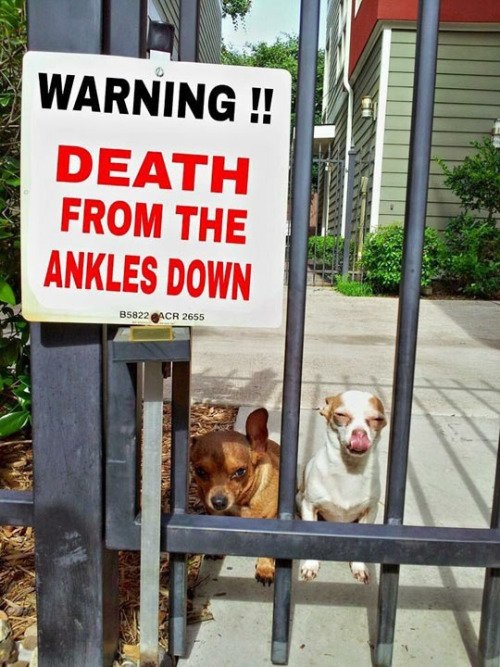 dog meme - beware of dog chihuahua - Warning !! Death From The Ankles Down B5822 Acr 2655