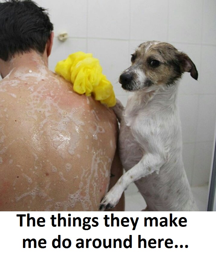 dog meme - dog in shower meme - The things they make me do around here...
