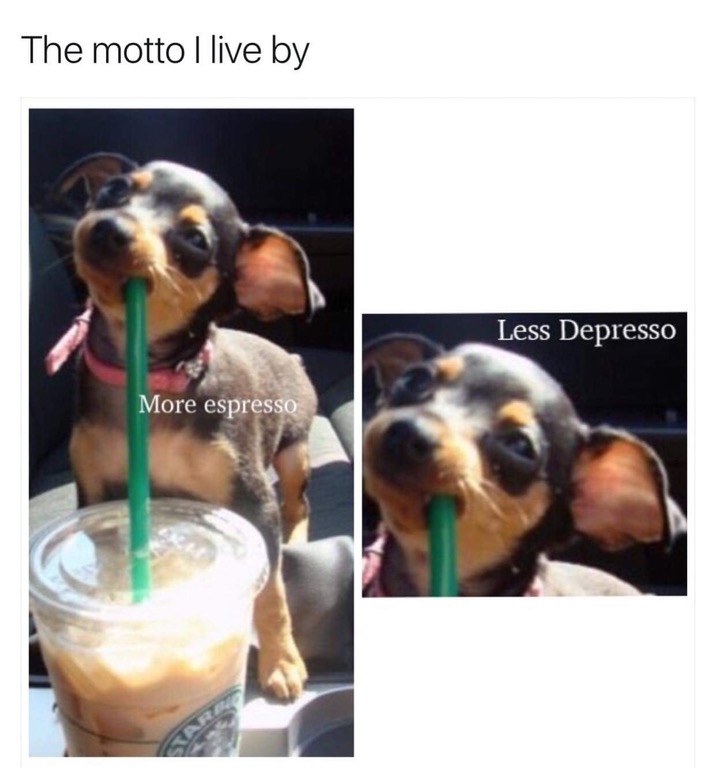 dog meme - more espresso less depresso - The motto Ilive by Less Depresso More espresso