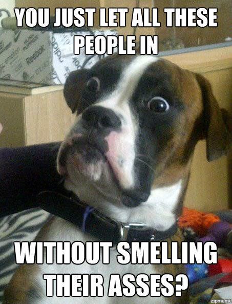 dog meme - dog fart funny - > You Just Let All These People In velic Bee Without Smelling Their Asses?