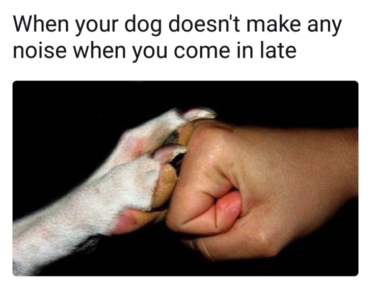 dog meme - sneaking out of the house memes - When your dog doesn't make any noise when you come in late