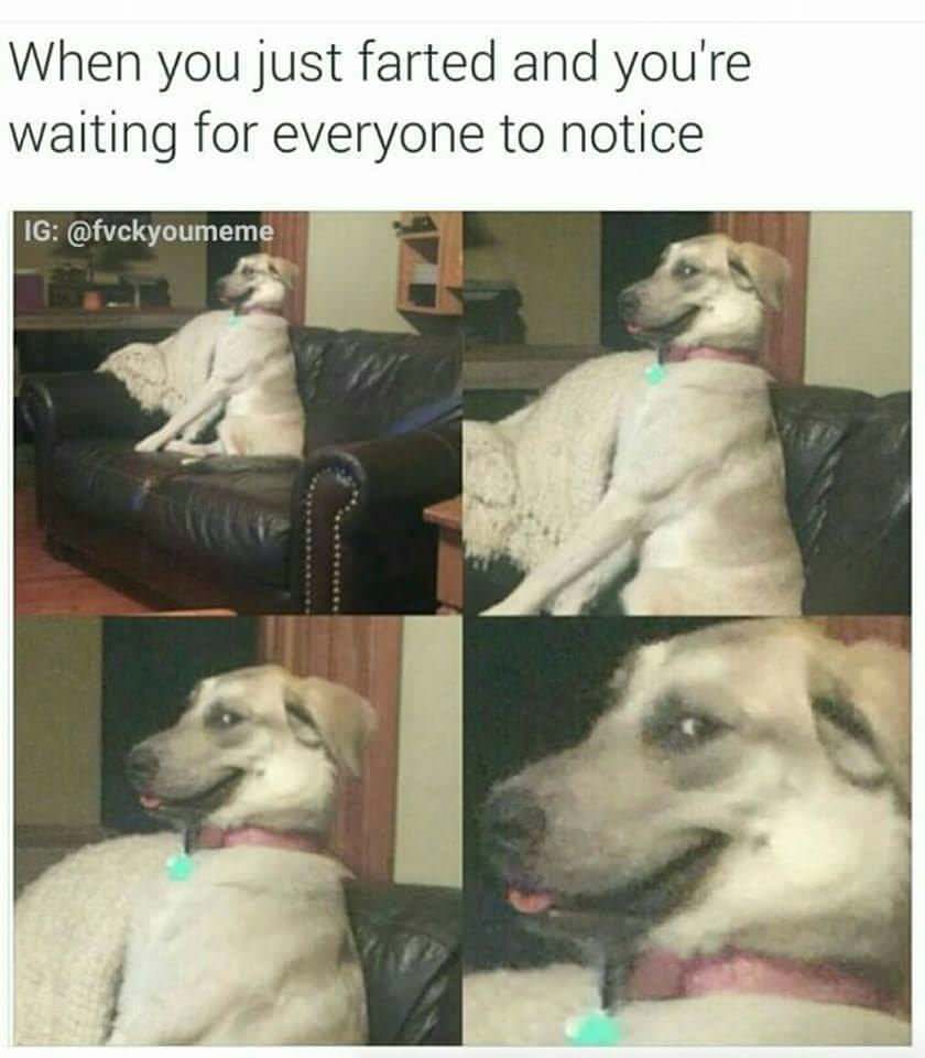 dog meme - you just farted - When you just farted and you're waiting for everyone to notice Ig