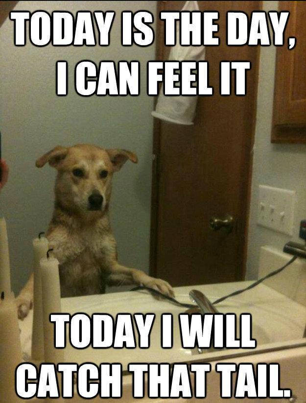 dog meme - puducherry - Today Is The Day, I Can Feel It Today I Will Catchthat Tail