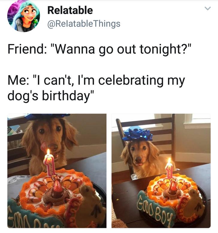 dog meme - my dogs birthday meme - Relatable Friend