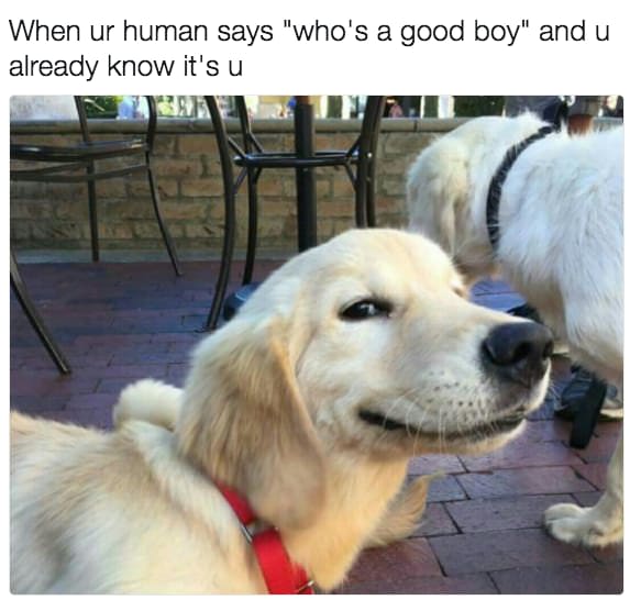 dog meme - good boi - When ur human says