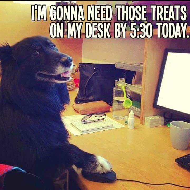 dog meme - Funny animal - I'M Gonna Need Those Treats On My Desk By Today.