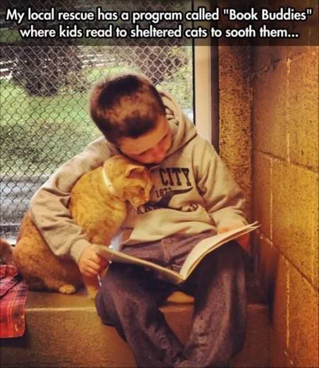 bvdub a thousand words - My local rescue has a program called "Book Buddies" where kids read to sheltered cats to sooth them...