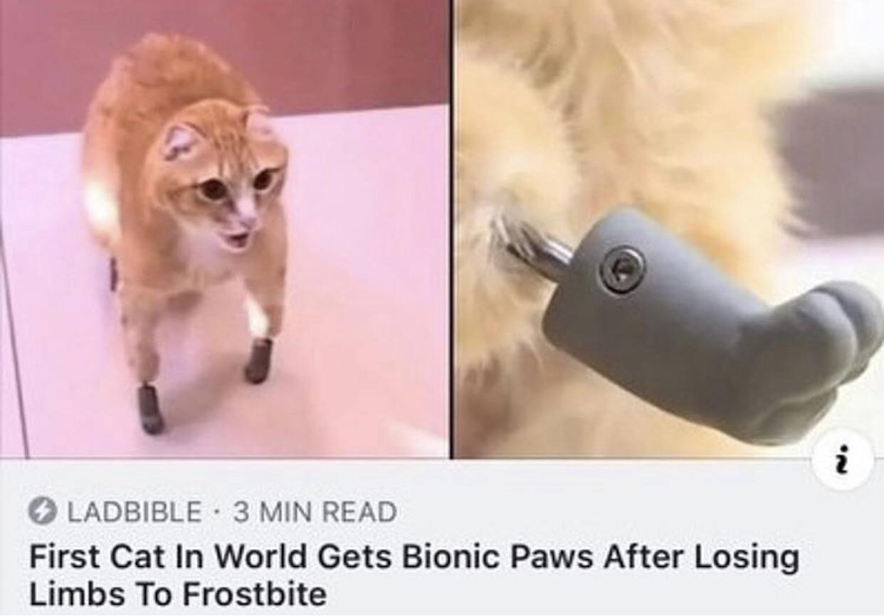 first cat in the world gets bionic paws - Ladbible 3 Min Read First Cat In World Gets Bionic Paws After Losing Limbs To Frostbite
