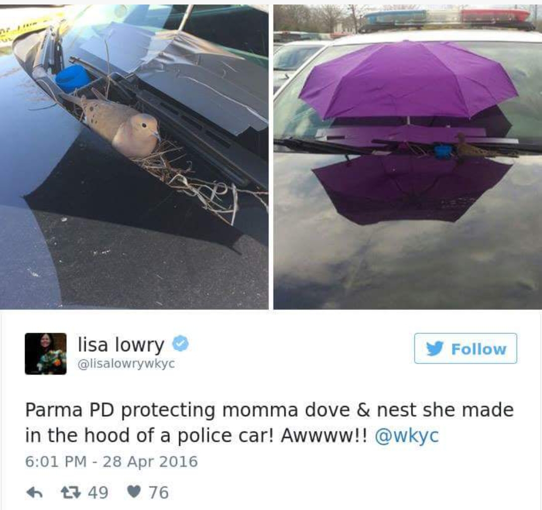 lisa lowry Parma Pd protecting momma dove & nest she made in the hood of a police car! Awwww!! 7 4976