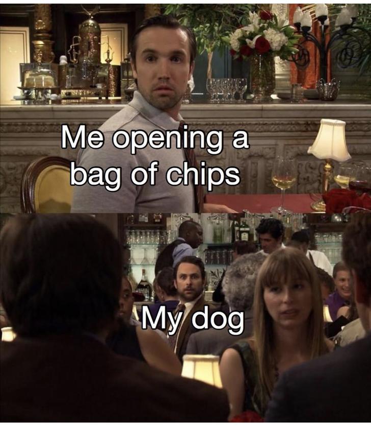 jewish scientist nazi scientist meme - Me opening a bag of chips My dog