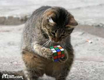 the cat probably has a better chance of solving this than i do...