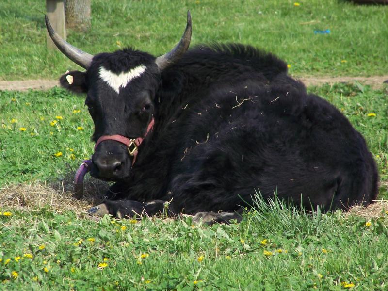 Hi im a cow like creature with big fucking horns