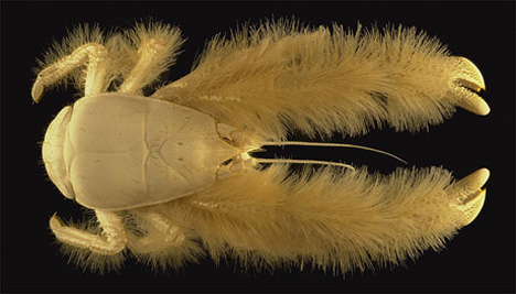 because its called a fucking yeti crab