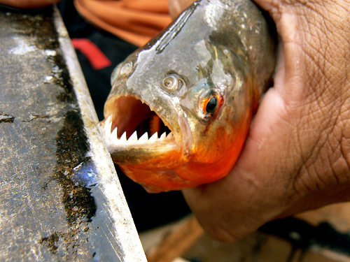 you seen the movie piranha? these fags eat hot women.